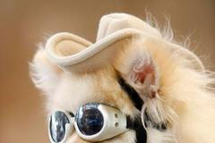 Trpasličí špic na nákupech v Tokiu