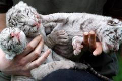 Dvě z nově narozených trojčat v Olmenu