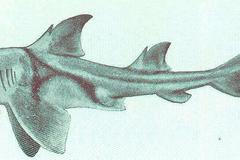 Různozubec portjacksonský