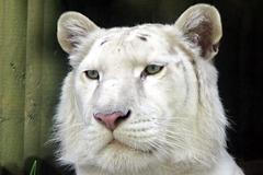 Bílý tygr z liberecké zoo.