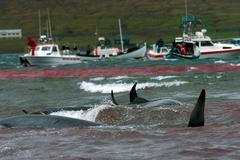 Tradiční masakr kulohlavců na Faerských ostrovech