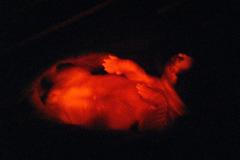 Ruppy - první geneticky upravené štěně svítící červeně