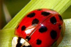 Harmonia axyridis