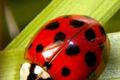 Harmonia axyridis