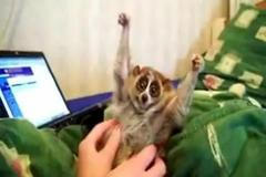 Outloň závislý na drbání