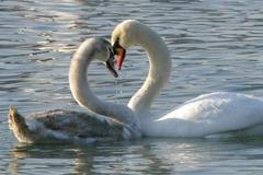 Vznešený pták přináší strach