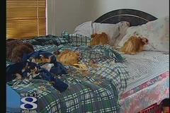 Mrtvé slepice v posteli