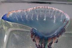 Modrý portugalský válečník, měchýřovka portugalská, medúza