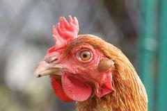 Slepice - detail hlavy