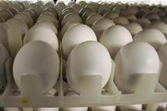 Vejce - ilustrační foto