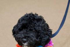 Bo Obama, portugalský vodní pes