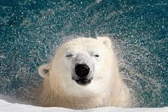 Polární medvěd ze sebe v St. Felicienské ZOO setřásá vodu