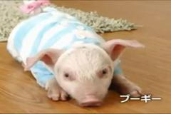 monster hunter g reklama