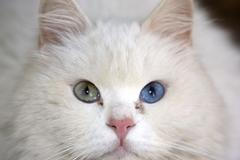 Bílá kočka s dvoubarevnýma očima