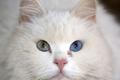 Bílá kočka s dvoubarevnýma očima