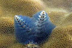 Austrálie - podmořské foto