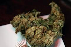 Marihuana - ilustrační foto