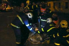 Hasiči na Bruntálsku chytali telata