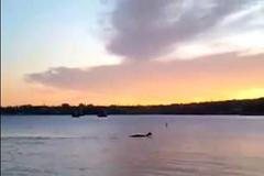 Tajemný Champ z jezera Champlain