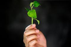 zemědělství, rostlina