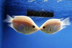 Láska mezi rybami popírá Freudovu teorii.