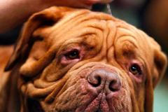 Best in Show - prestižní soutěž psů