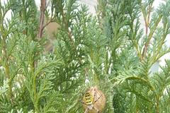 Křižák pruhovaný