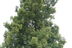 Lípa plstnatá (střbrná)