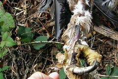 Orlice Gabča je mrtvá