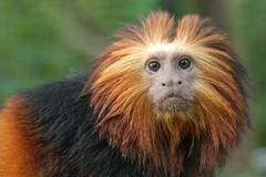 Lvíček zlatohlavý