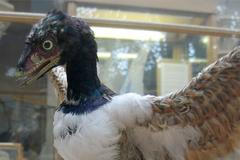 Archaeopteryx lithographica