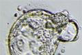 Embryo