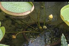 Online přenos kvetoucího leknínu