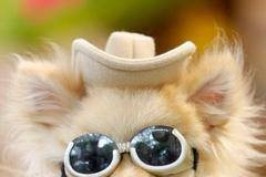 Trpasličí špic na nákupech v Tokiu