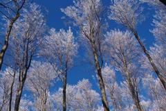 Fotografická soutěž - les