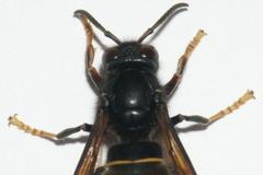 Vespa velutina