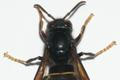 Vespa velutina