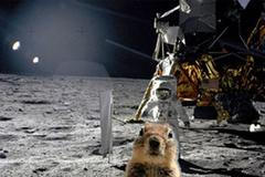 Vlezlá veverka na fotomontáži