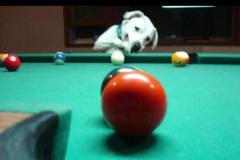 Pes hraje kulečník