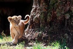 Mláďata lva perského v londýnské zoo