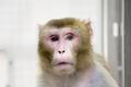 Makak rhesus