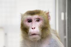 Makak rhesus