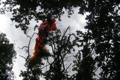 Paraglidista uvízl ve větvích