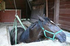 Hasiči vytahovali koně z betonové jámy