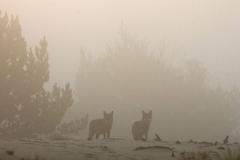 Bělorusko Černobyl 1