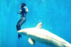 Velryba zachránila potápěčku