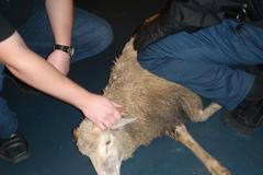 Beran na magistrále