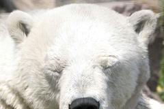 Letní vedra vadí i zvířatům