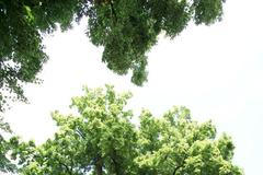 Strom roku 2009 - Kotelská lípa