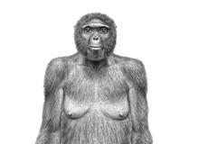 Ardipithecus ramidus